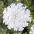 Queen Anne's Lace